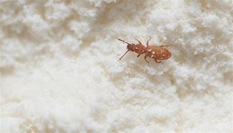 5 Little Bugs in Flour And 6 Easy Steps To Quickly Get Rid Of Them (2022)