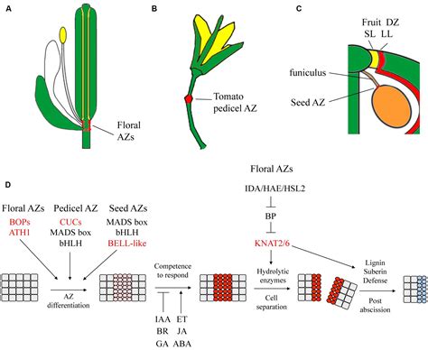 Frontiers | Beyond the Divide: Boundaries for Patterning and Stem Cell Regulation in Plants