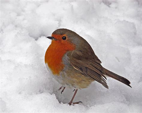 Robin in the Snow at Winter, Winter Robin,snow Scene,beautiful Robin,christmas Image,winter ...