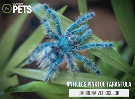 Caribena Versicolor: Antilles Pinktoe Tarantula Care Guide!