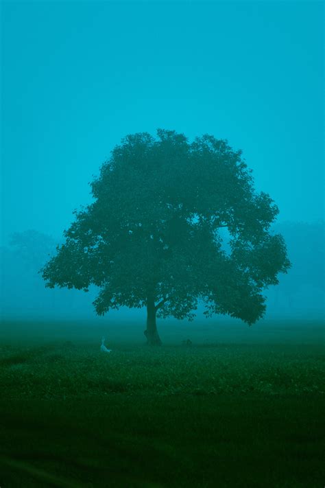 Lone Tree Photos, Download The BEST Free Lone Tree Stock Photos & HD Images