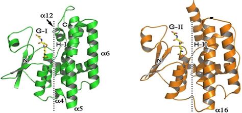 Enzyme Activity Measurement for Transferases - Creative Enzymes