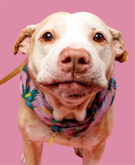 City Dogs Cleveland reduces adoption fees through