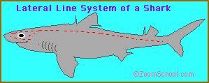 Shark Senses - EnchantedLearning.com