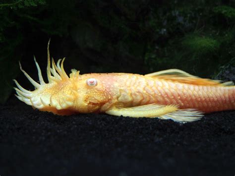 Albino Bristlenose Pleco (Ancistrus dolichopterus) - Aquatic Arts