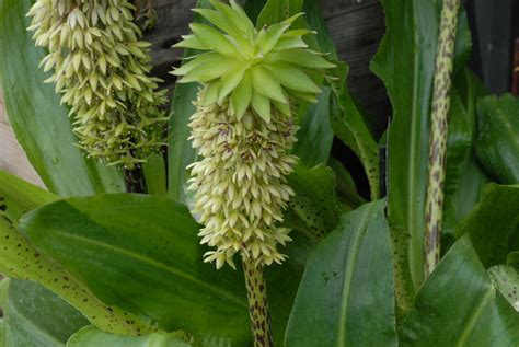 Eucomis bicolor - Alchetron, The Free Social Encyclopedia