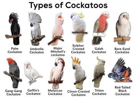 Cockatoo Parrots | Parrots & Birds Home