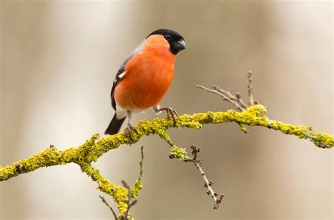 Premium Photo | Male of eurasian bullfinch