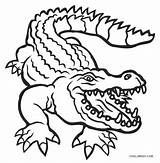 Alligator Coloring Pages For Toddlers sketch template