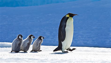 baby penguin - Animal Stock Photos - Kimballstock