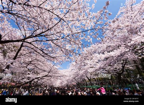 Ueno Park cherry blossom viewing Stock Photo - Alamy