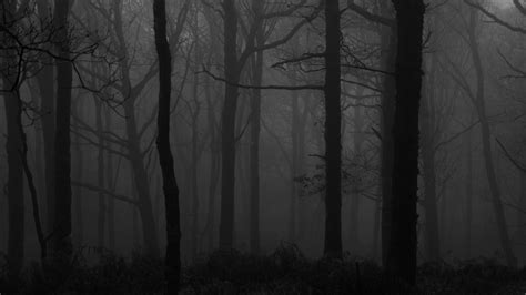 Download wallpaper 3840x2160 forest, fog, bw, trees, dark 4k uhd 16:9 ...