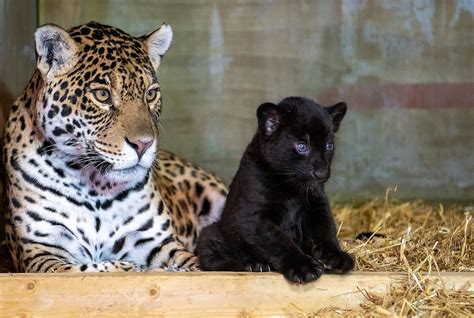 'Gorgeous' Rare Black Jaguar Born at English Big Cat Sanctuary: 'She Has Bags of Attitude'