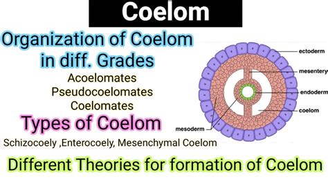 Coelom In Human Body