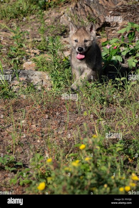 Gray wolf pup hi-res stock photography and images - Alamy