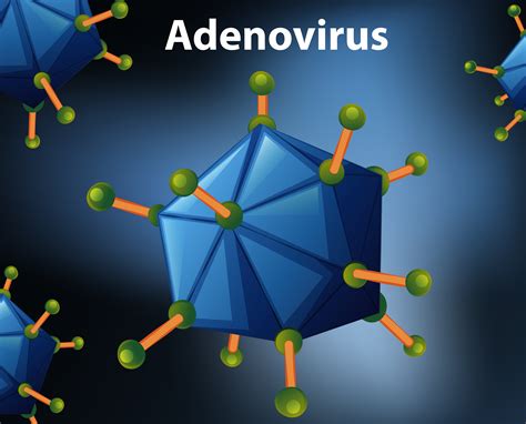 Close up diagram for Adenovirus 374002 Vector Art at Vecteezy