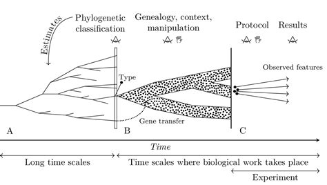 Contents tagged “biological measurement” - Maël Montévil