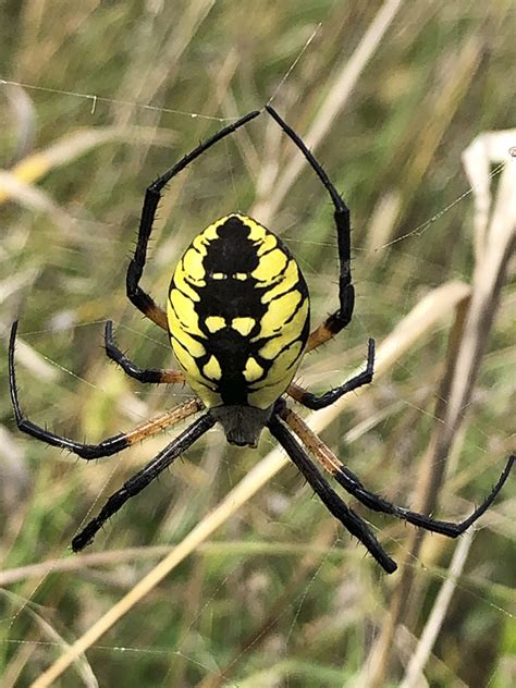 Minnesota Seasons - black and yellow argiope