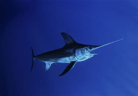 Swordfish Facts