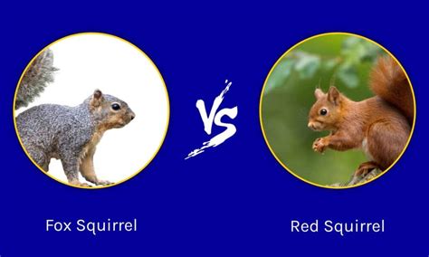 Fox Squirrel vs Red Squirrel - A-Z Animals