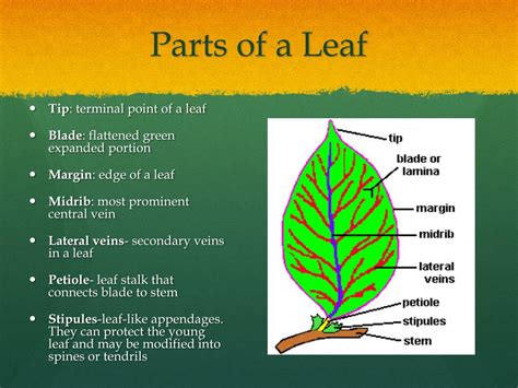 Parts Of A Compound Leaf