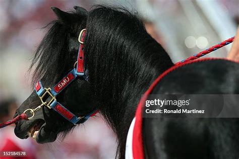 Smu Mascot Peruna Photos and Premium High Res Pictures - Getty Images