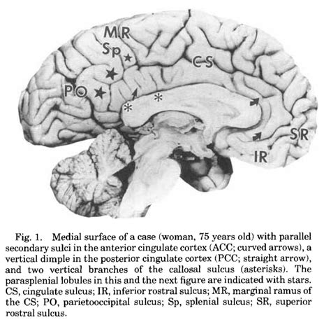 Anterior cingulate — Functional MRI methods