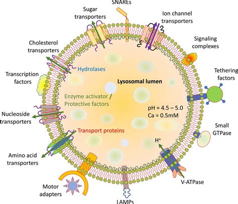 General structure and properties of lysosomes. Lysosome lipid bilayer... | Download Scientific ...