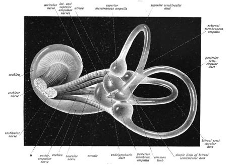 Vestibule - Definition and Examples - Biology Online Dictionary