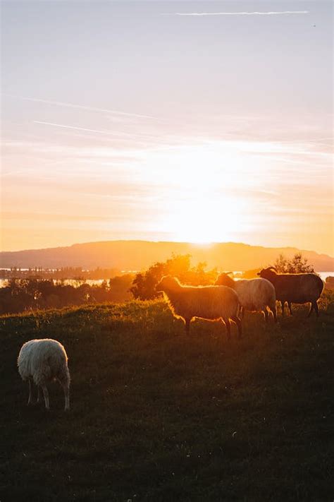 Sunset Sheep Photos, Download The BEST Free Sunset Sheep Stock Photos & HD Images