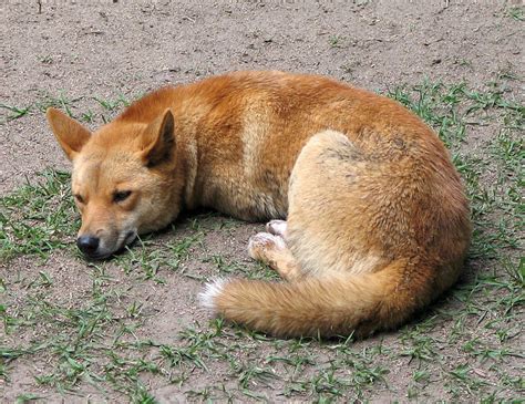 dingo Facts, information, pictures | Encyclopedia.com articles about dingo