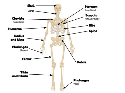 Anatomy Of The Musculoskeletal System - EONS LEARNING