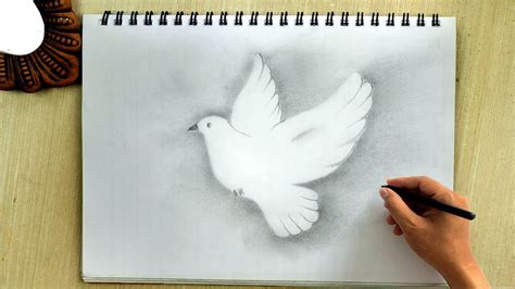 Dove Drawing With Shading