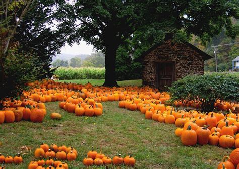 Pumpkin Patch Wallpapers - Wallpaper Cave