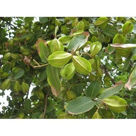 Terminalia Arjuna Tree at Rs 15/plant | Jabalpur | ID: 21405789530