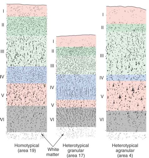 Visual Cortex Layers