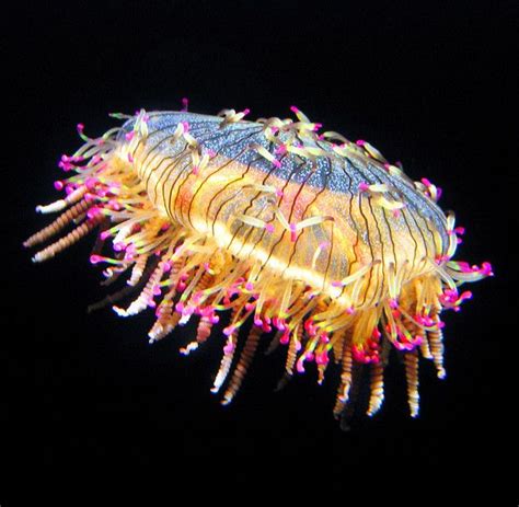 Secret Lives of Flower Hat Jellyfish Revealed For decades, flower hat jellyfish managed to keep ...