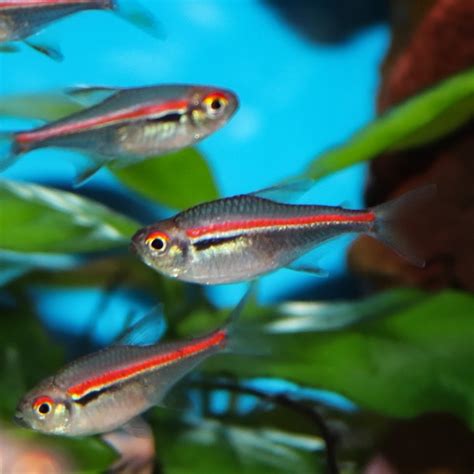 Red-Line Tetra - SWEET KNOWLE AQUATICS ONLINE SHOP