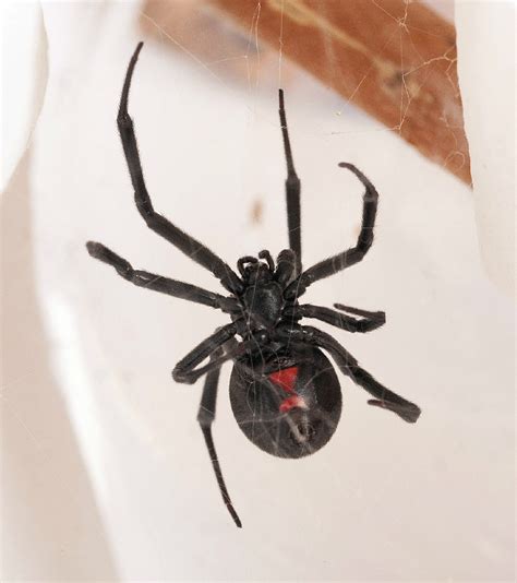 Black Widow Spider Facts | Live Science