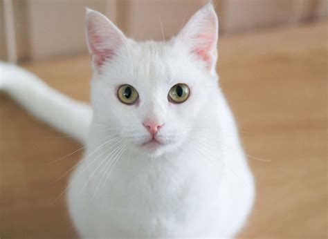 White Cat Breeds Profile - White Cats