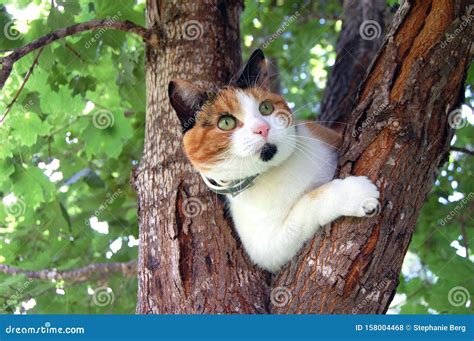 Calico Cat in a Tree stock photo. Image of cute, hunter - 158004468