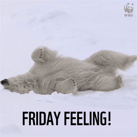 Friday Bear GIFs - Find & Share on GIPHY