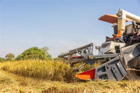 Farmers Drive a Harvester Car during the Rice Harvesting Season on a Farm in Ratchaburi ...