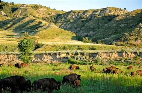 | Close Encounters of the Bison KindEverywhere Once