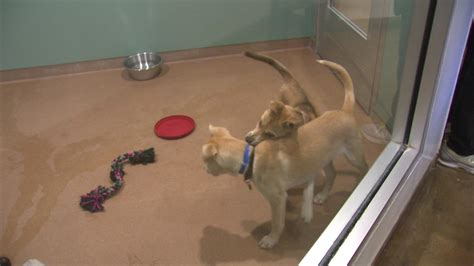 PAWS holds pet adoption marathon - ABC7 Chicago