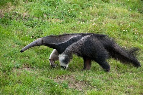 Giant Anteater - Animal Facts for Kids - Characteristics & Pictures