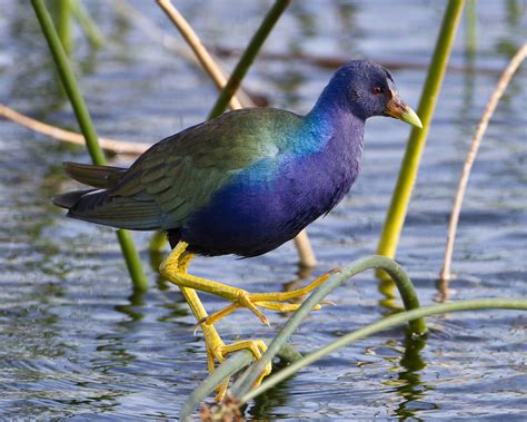 Purple Gallinule | Purple Gallinule - Ritch Grissom Memorial… | Flickr