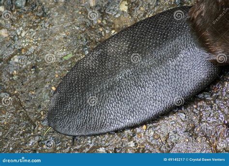 Beaver Tail Stock Photo - Image: 49145217