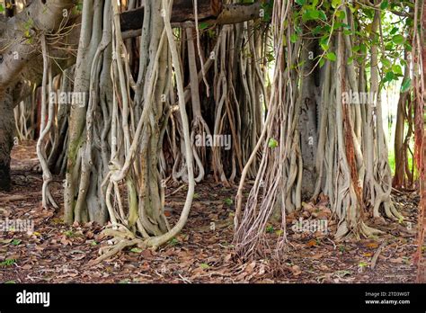 Hanging branches of a strangler fig, parasite, aerial root, flora, plant, fig, tropical tree ...