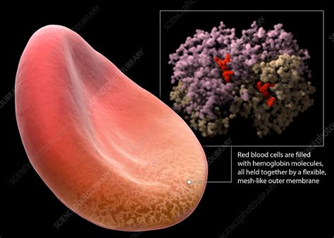 Red Blood Cell and Haemoglobin Molecule - Stock Image - C043/6363 ...